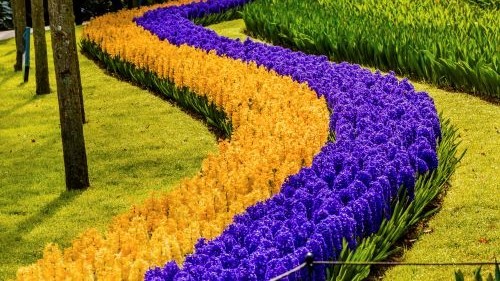 Keukenhof Niederlande